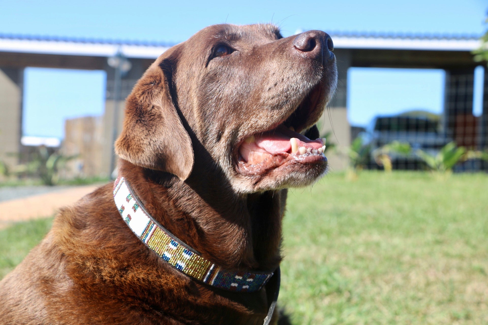 Large Leather Beaded Dog Collar