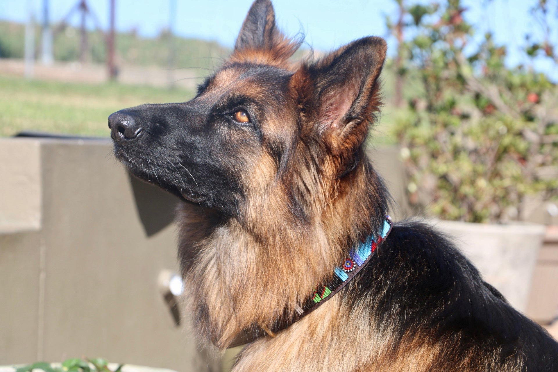 Large Leather Beaded Dog Collar