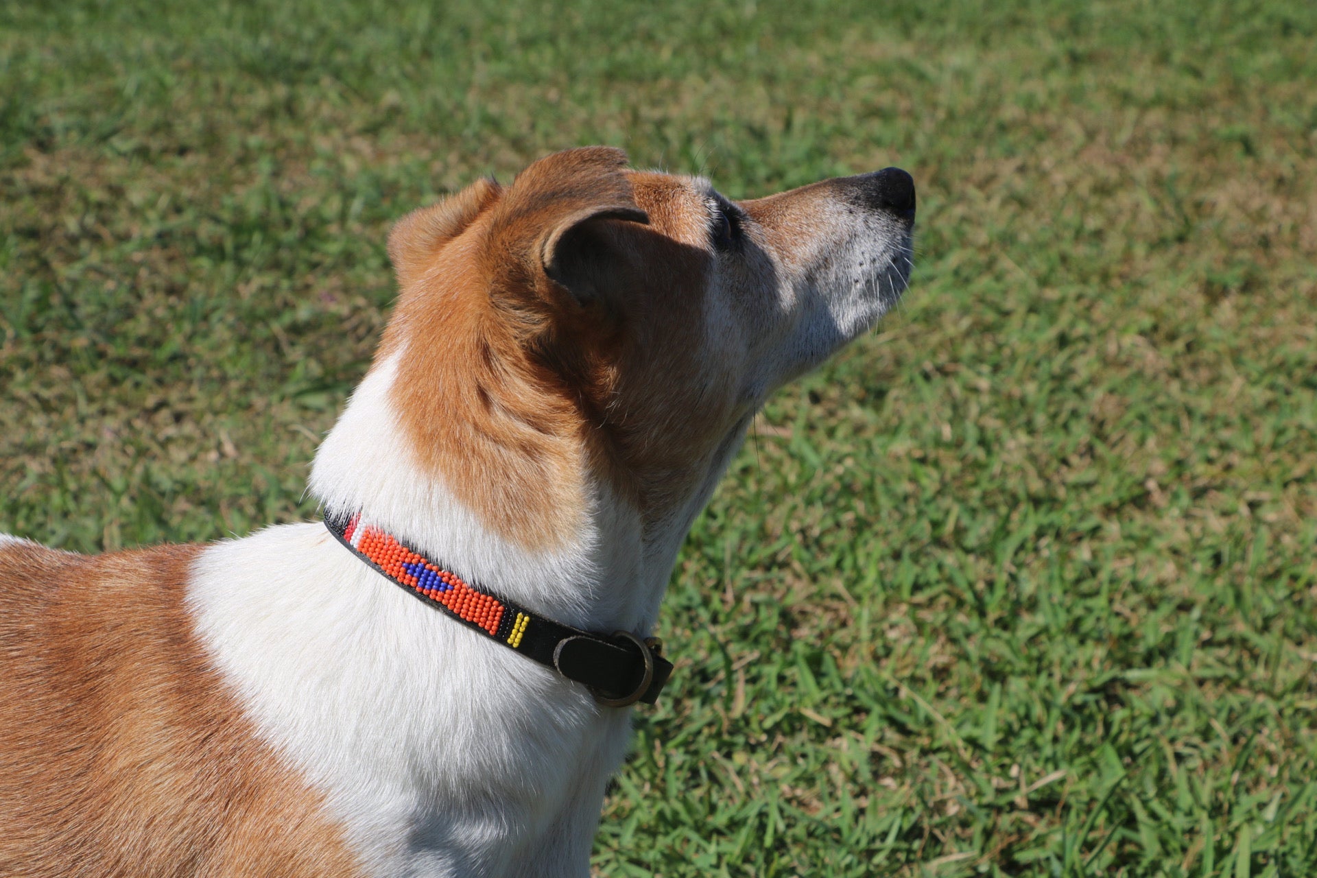 Small Leather Beaded Dog Collar