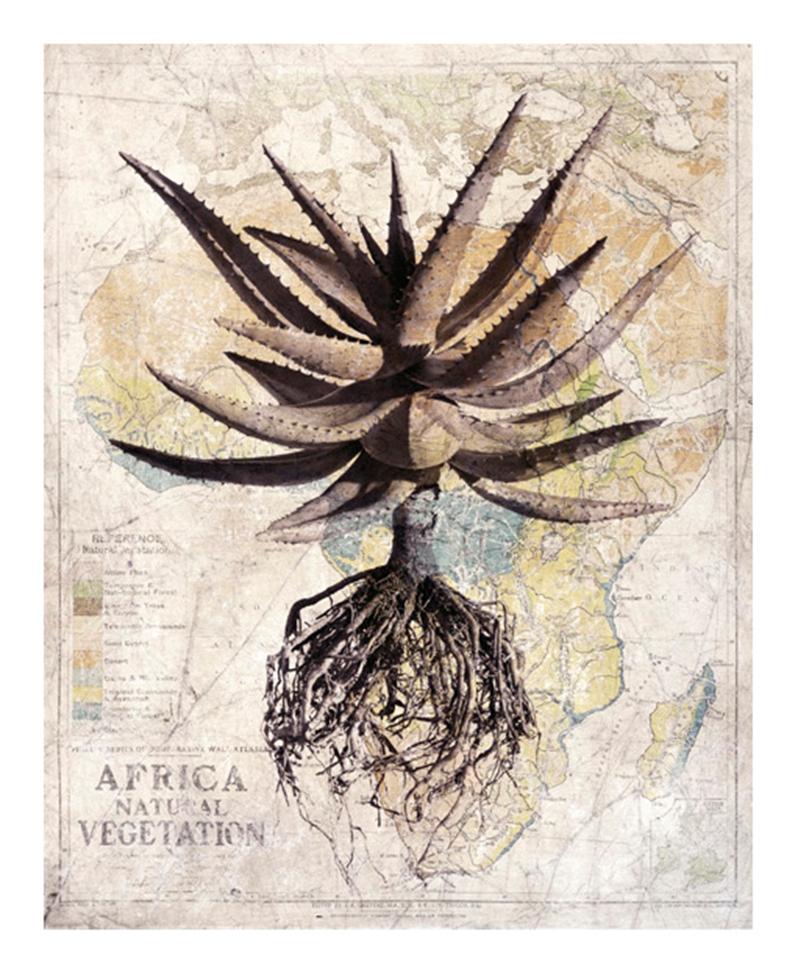 David Ballam Rolled Canvas Prints - Aloe Collection (120cm x 180cm)