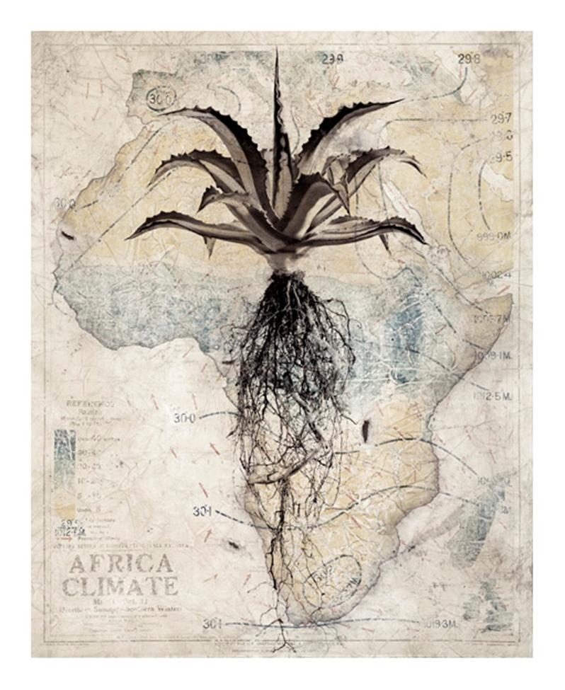 David Ballam Rolled Canvas Prints - Aloe Collection (120cm x 180cm)