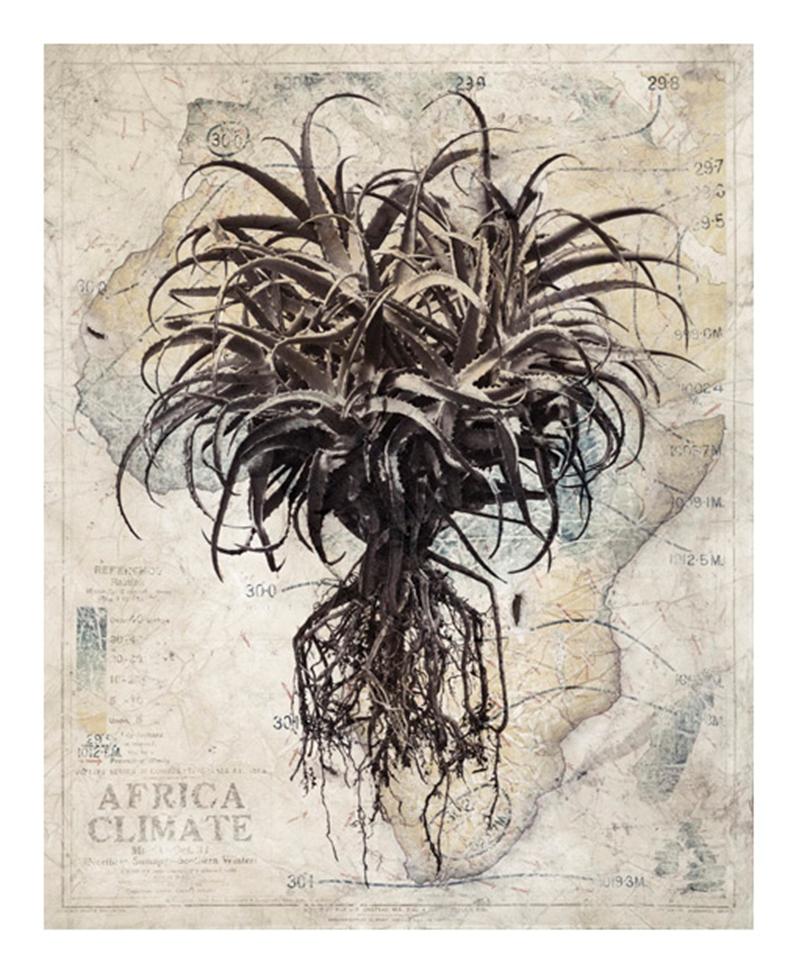 David Ballam Rolled Canvas Prints - Aloe Collection (120cm x 180cm)