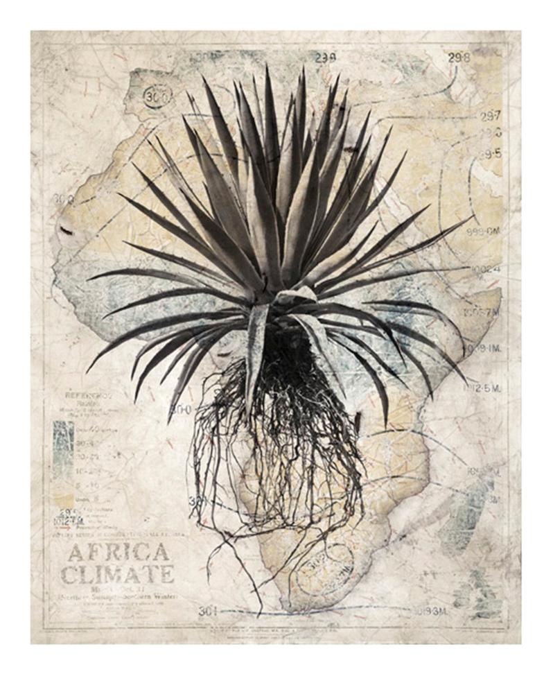 David Ballam Rolled Canvas Prints - Aloe Collection (120cm x 180cm)